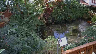 key-west-butterfly-garden-webcam
